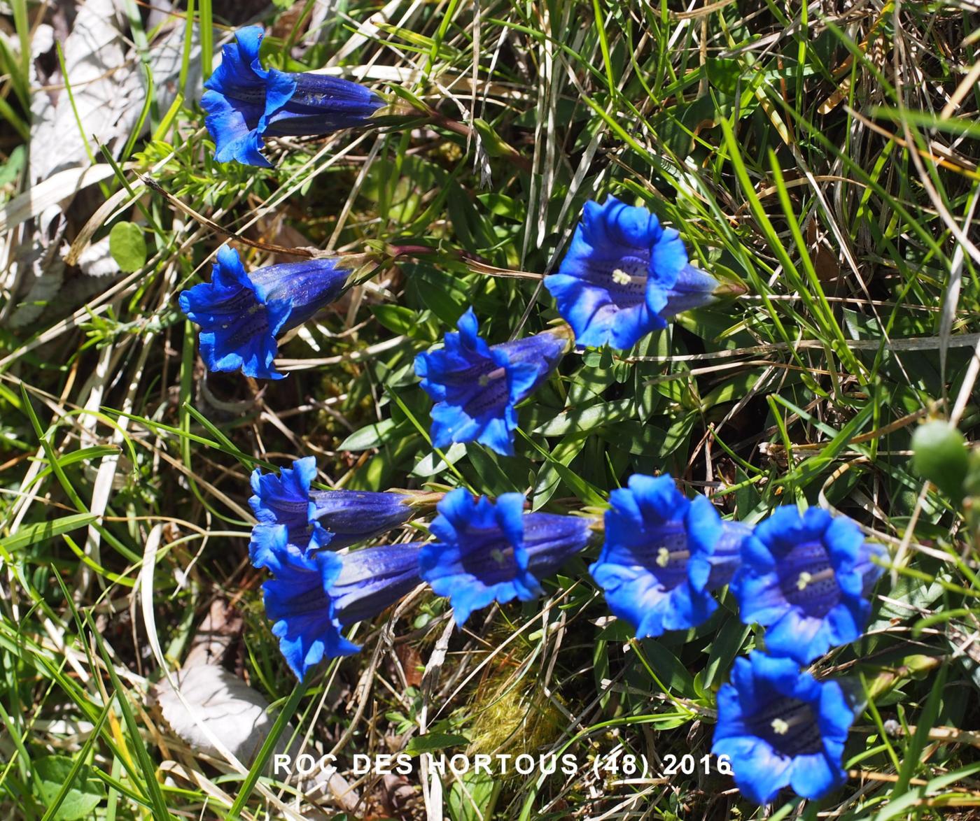 Gentian of the Causse flower